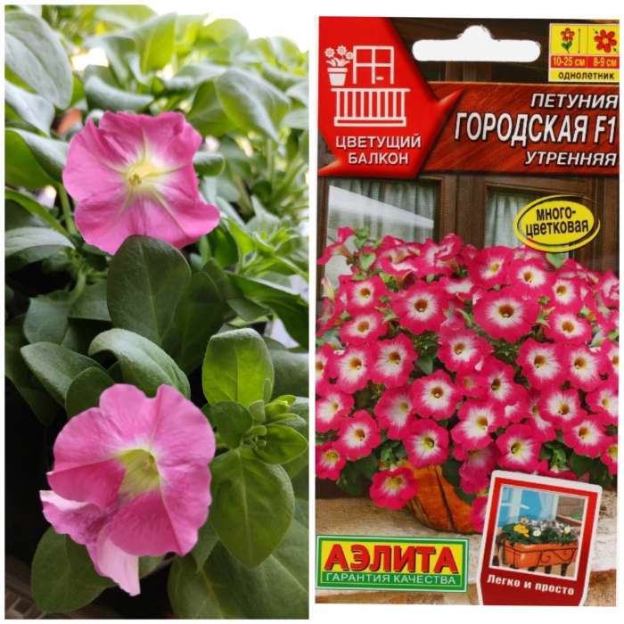 Фотография покупателя товара Семена Цветов Петуния "Городская", F1, утренняя, драже в пробирке, 7 шт - Фото 4