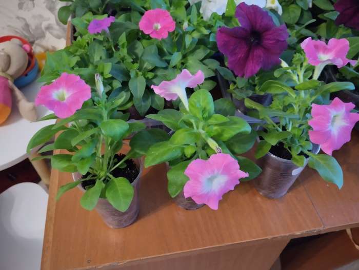 Фотография покупателя товара Семена Цветов Петуния "Городская", F1, утренняя, драже в пробирке, 7 шт - Фото 3