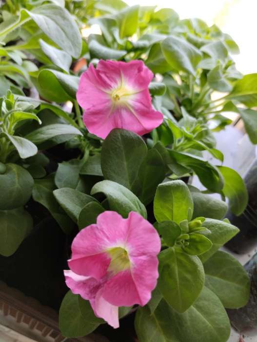 Фотография покупателя товара Семена Цветов Петуния "Городская", F1, утренняя, драже в пробирке, 7 шт - Фото 2