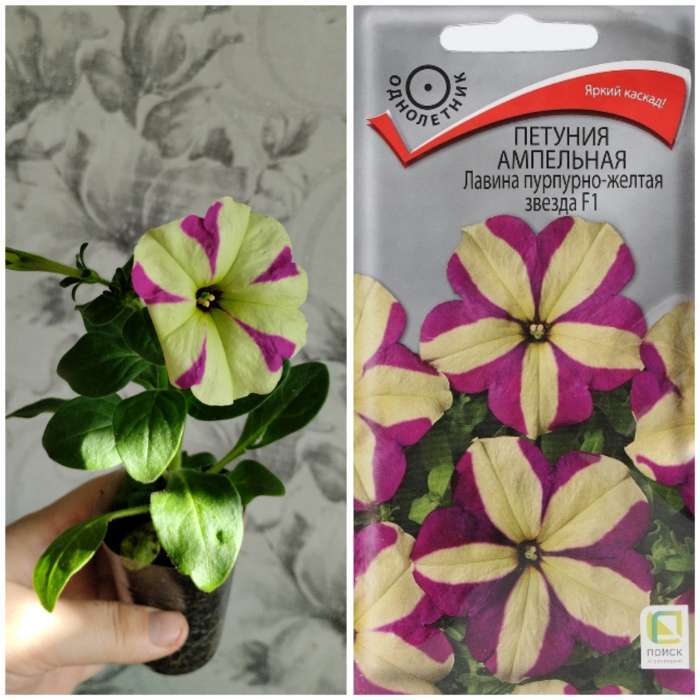 Фотография покупателя товара Семена цветов Петуния ампельная «Лавина Пурпурно-желтая Звезда», F1, 10 шт., «ПОИСК» - Фото 7