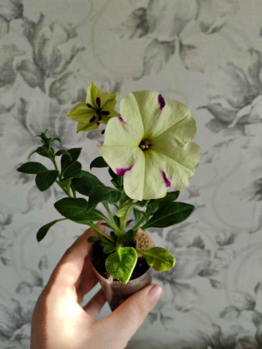 Фотография покупателя товара Семена цветов Петуния ампельная «Лавина Пурпурно-желтая Звезда», F1, 10 шт., «ПОИСК» - Фото 8