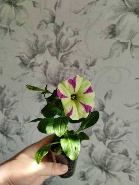 Фотография покупателя товара Семена цветов Петуния ампельная «Лавина Пурпурно-желтая Звезда», F1, 10 шт., «ПОИСК» - Фото 9