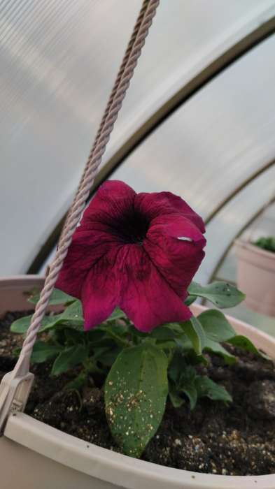 Фотография покупателя товара Семена Цветов Петуния "Суперкаскадная бургунди", 10 шт - Фото 1