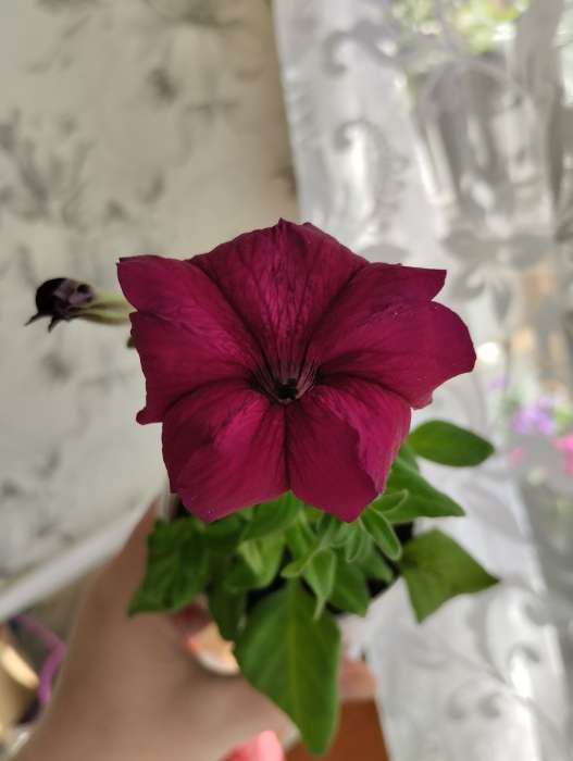 Фотография покупателя товара Семена Цветов Петуния "Суперкаскадная бургунди", 10 шт - Фото 2