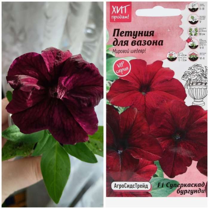 Фотография покупателя товара Семена Цветов Петуния "Суперкаскадная бургунди", 10 шт - Фото 3