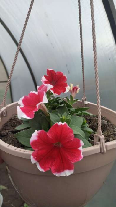 Фотография покупателя товара Семена Цветов  Петуния "Мираж Ред Пикоти", 10шт - Фото 7