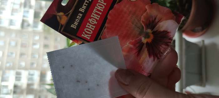 Фотография покупателя товара Семена цветов Виола «Конфитюр», двулетник, F1 - Фото 1