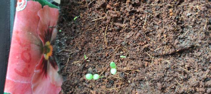 Фотография покупателя товара Семена цветов Виола «Конфитюр», двулетник, F1 - Фото 2