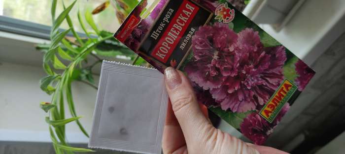 Фотография покупателя товара Семена Шток-роза Королевская лиловая   Одн Ц/П 0,1г - Фото 1