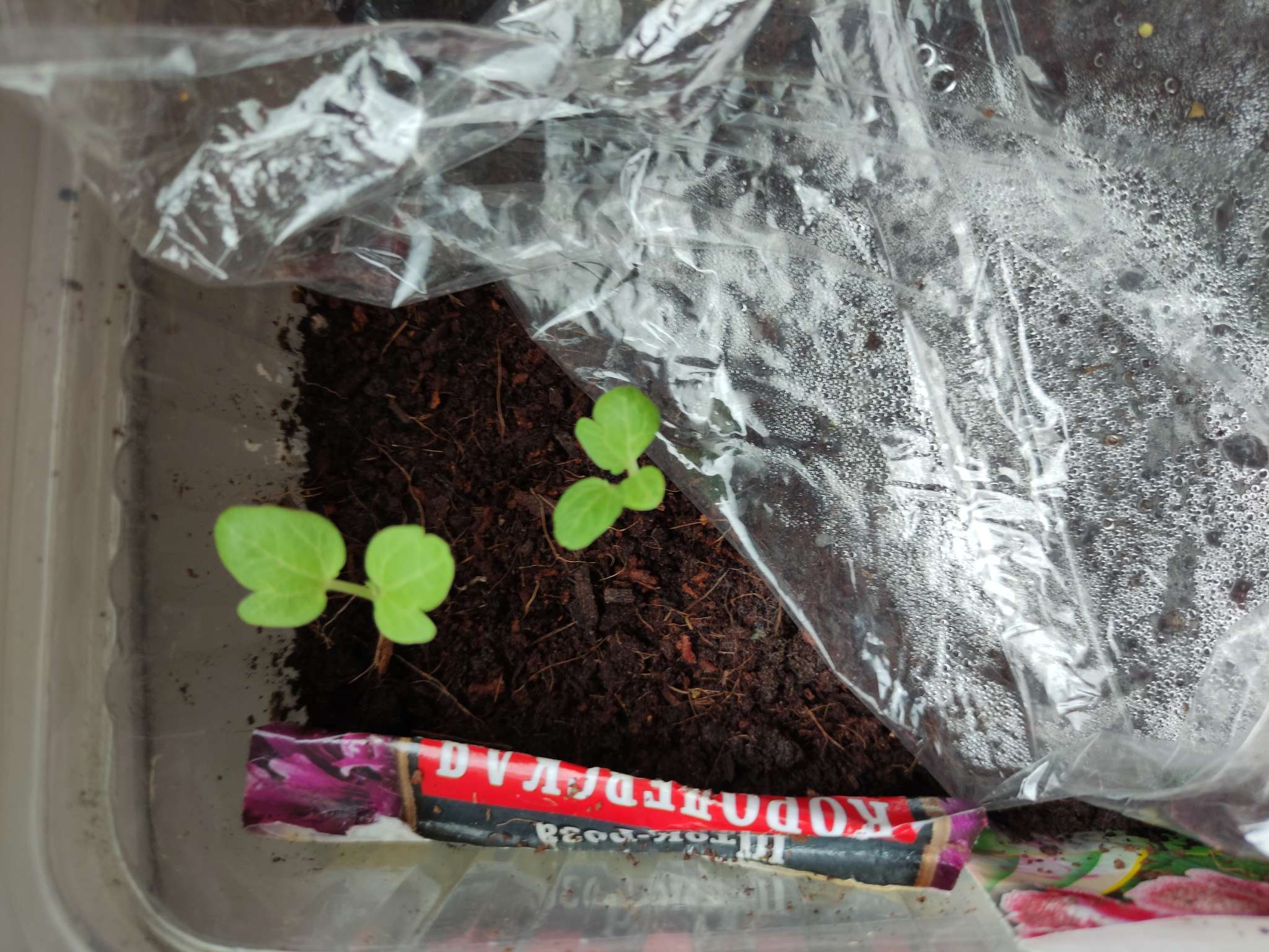 Фотография покупателя товара Семена Шток-роза Королевская лиловая   Одн Ц/П 0,1г - Фото 2