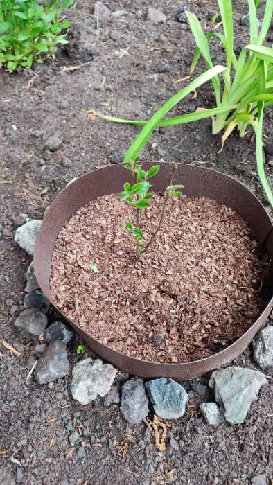 Фотография покупателя товара Саженец Кизильник блестящий, саженец, декоративный, 1 шт., туба - Фото 1