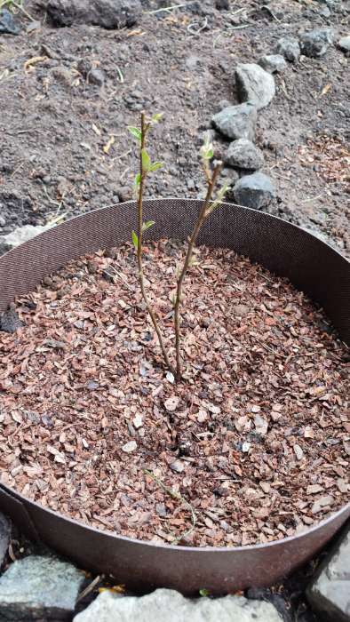 Фотография покупателя товара Саженец Кизильник блестящий, саженец, декоративный, 1 шт., туба - Фото 2