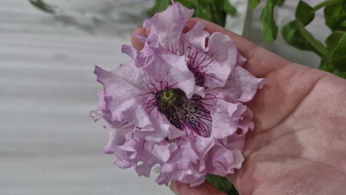 Фотография покупателя товара Семена цветов Петуния "Альба" бахромчатая, О, пробирка, ц/п, 7 шт. - Фото 3