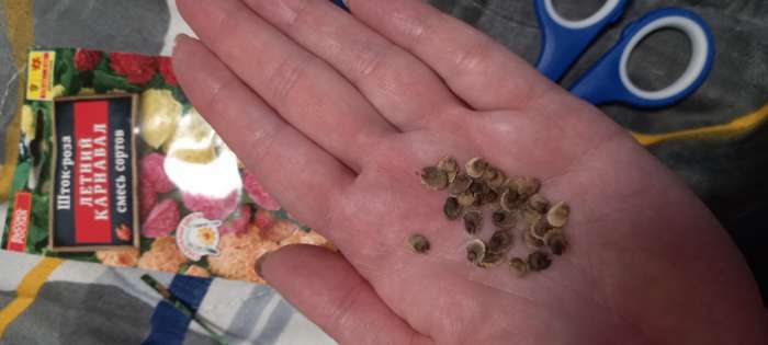 Фотография покупателя товара Семена цветов Шток-роза «Летний карнавал», 0.3 г - Фото 5