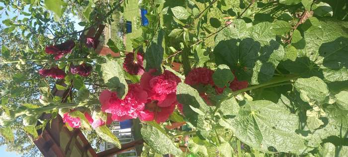 Фотография покупателя товара Семена цветов Шток-роза «Летний карнавал», 0.3 г - Фото 9