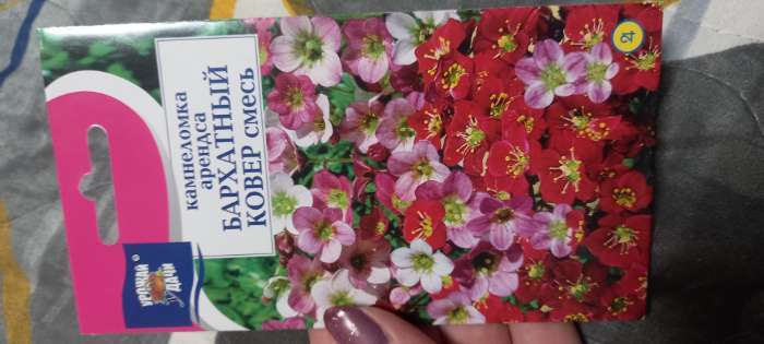 Фотография покупателя товара Семена цветов Камнеломка "Бархатный ковер", 0,01 г - Фото 1