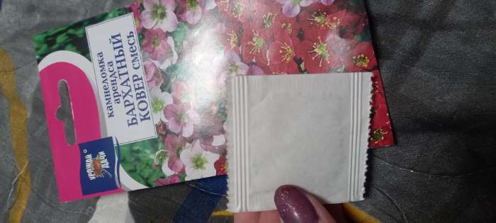 Фотография покупателя товара Семена цветов Камнеломка "Бархатный ковер", 0,01 г - Фото 3