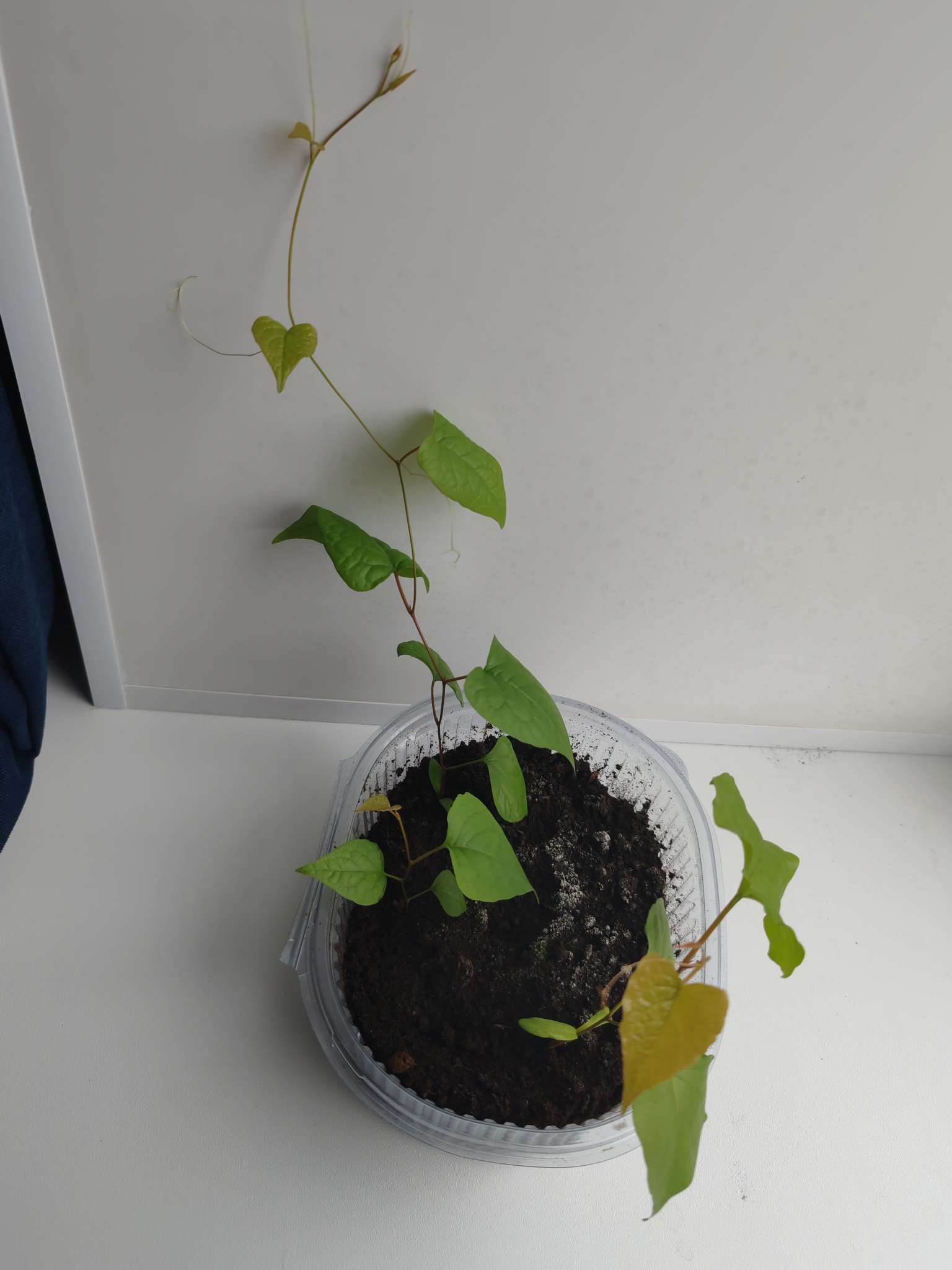 Фотография покупателя товара Семена Антигонон "Лиана любви", ц/п,  5 шт. - Фото 1