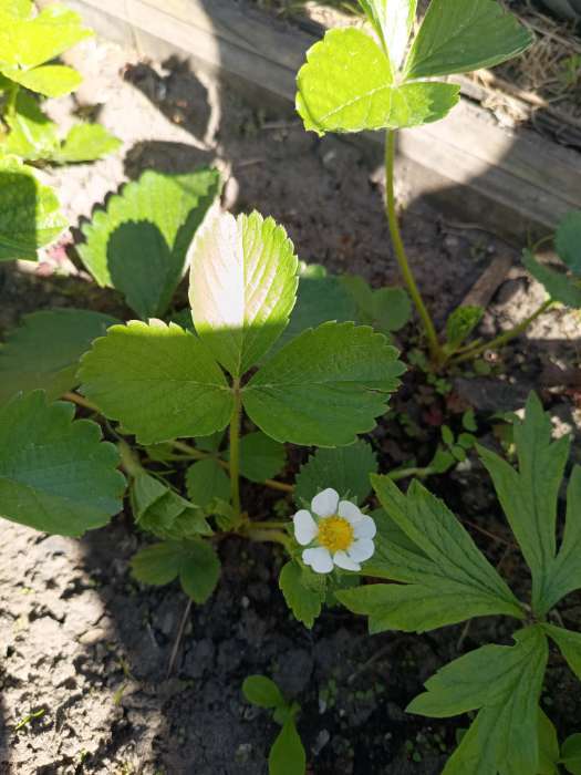 Фотография покупателя товара Семена Земляника ремонтантная «Роман», F1, крупноплодная, 5 шт., «Уральский Дачник» - Фото 2