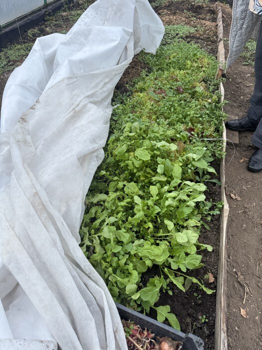 Фотография покупателя товара Материал укрывной, 10×1.6 м, плотность 60 г/м², спанбонд с УФ-стабилизатором, белый, Greengo, Эконом 30% - Фото 4