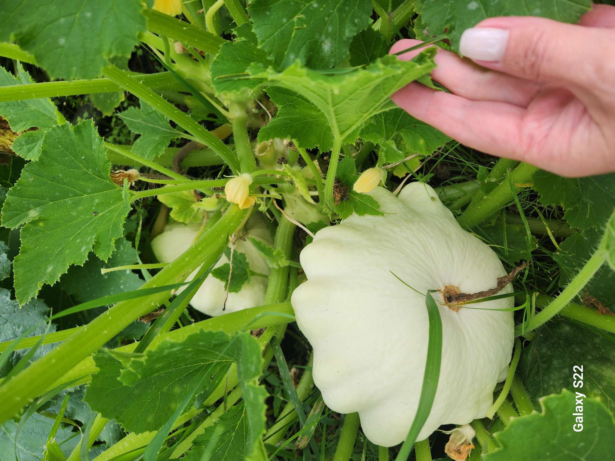 Фотография покупателя товара Семена Патиссон Звездная россыпь" "Лидер", смесь, 1 г , - Фото 7