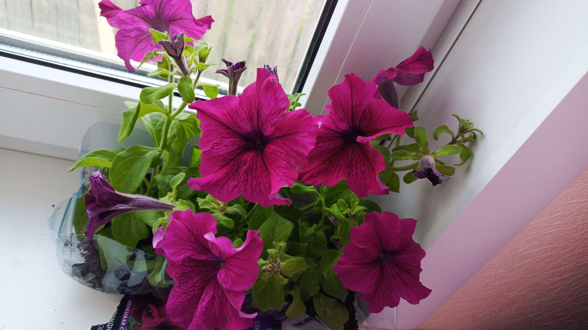 Фотография покупателя товара Семена цветов Петуния грандифлора "Аладдин Бордовая", 30 шт. - Фото 13