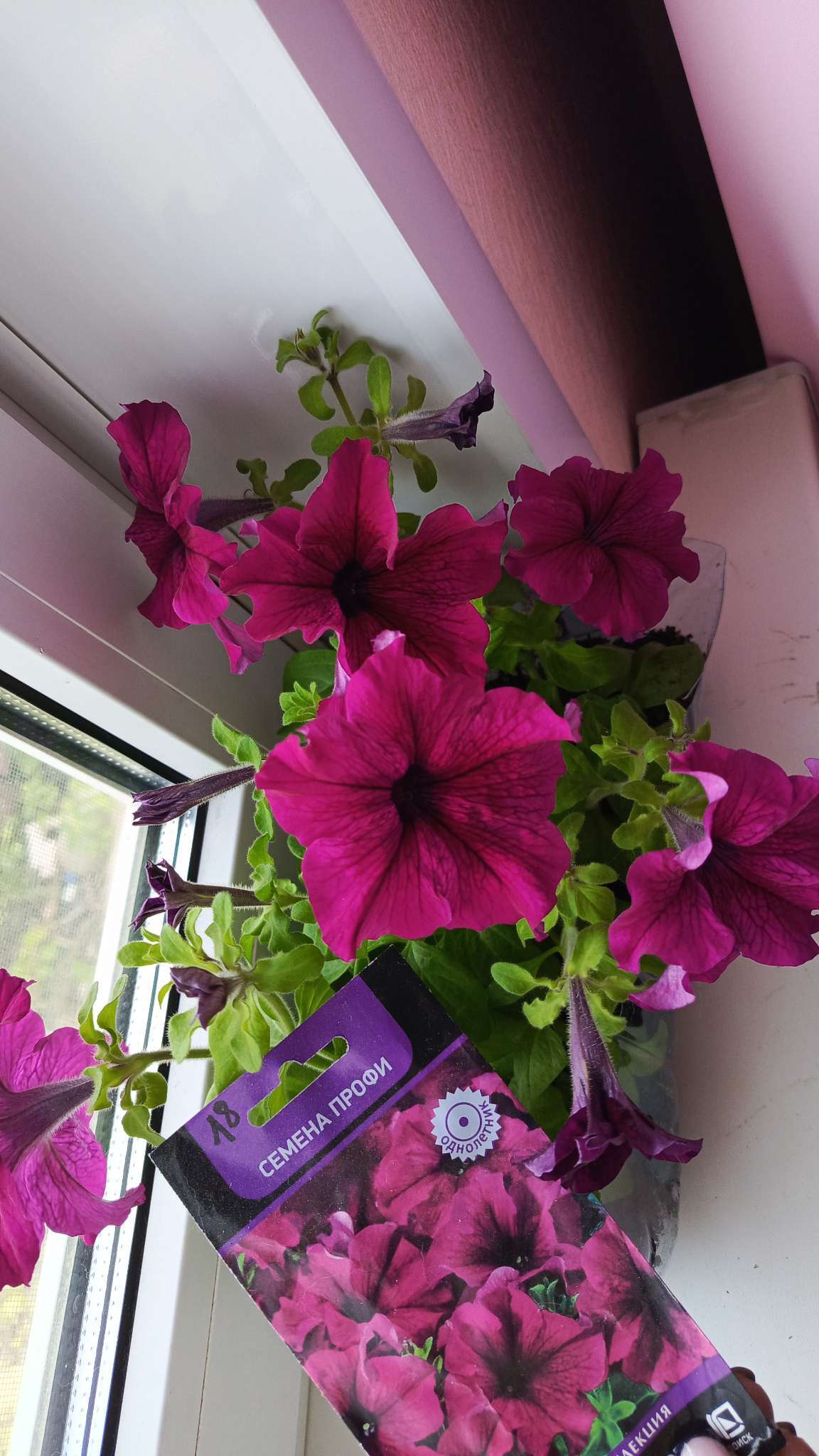 Фотография покупателя товара Семена цветов Петуния грандифлора "Аладдин Бордовая", 30 шт. - Фото 14