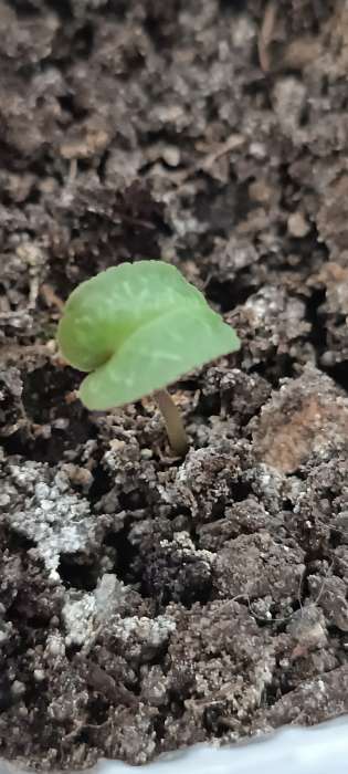 Фотография покупателя товара Семена цветов Цикламен "Хайн", ц/п,  персидский, 3 шт. - Фото 1