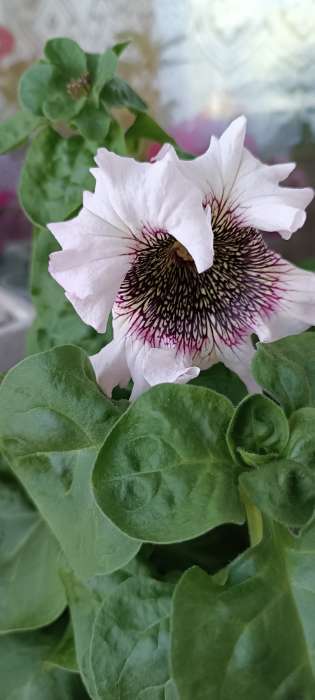 Фотография покупателя товара Семена цветов Петуния "Альба" бахромчатая, О, пробирка, ц/п, 7 шт. - Фото 1