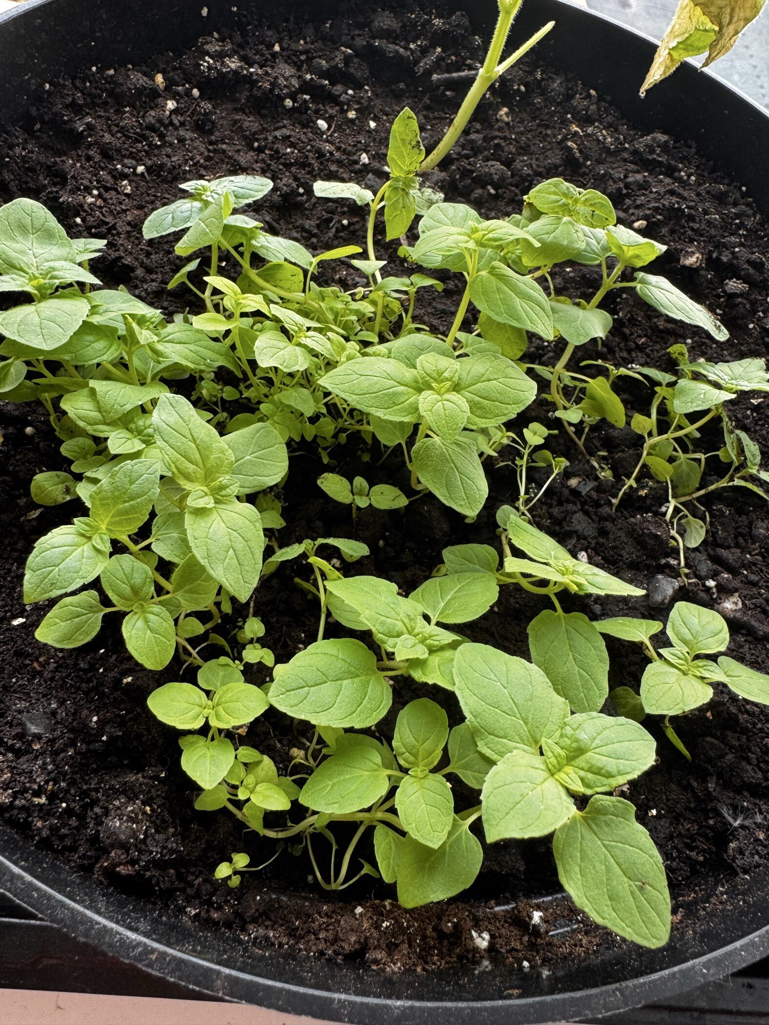 Фотография покупателя товара Семена Мята перечная "Кубанская 6", ц/п,  0,05 г - Фото 1