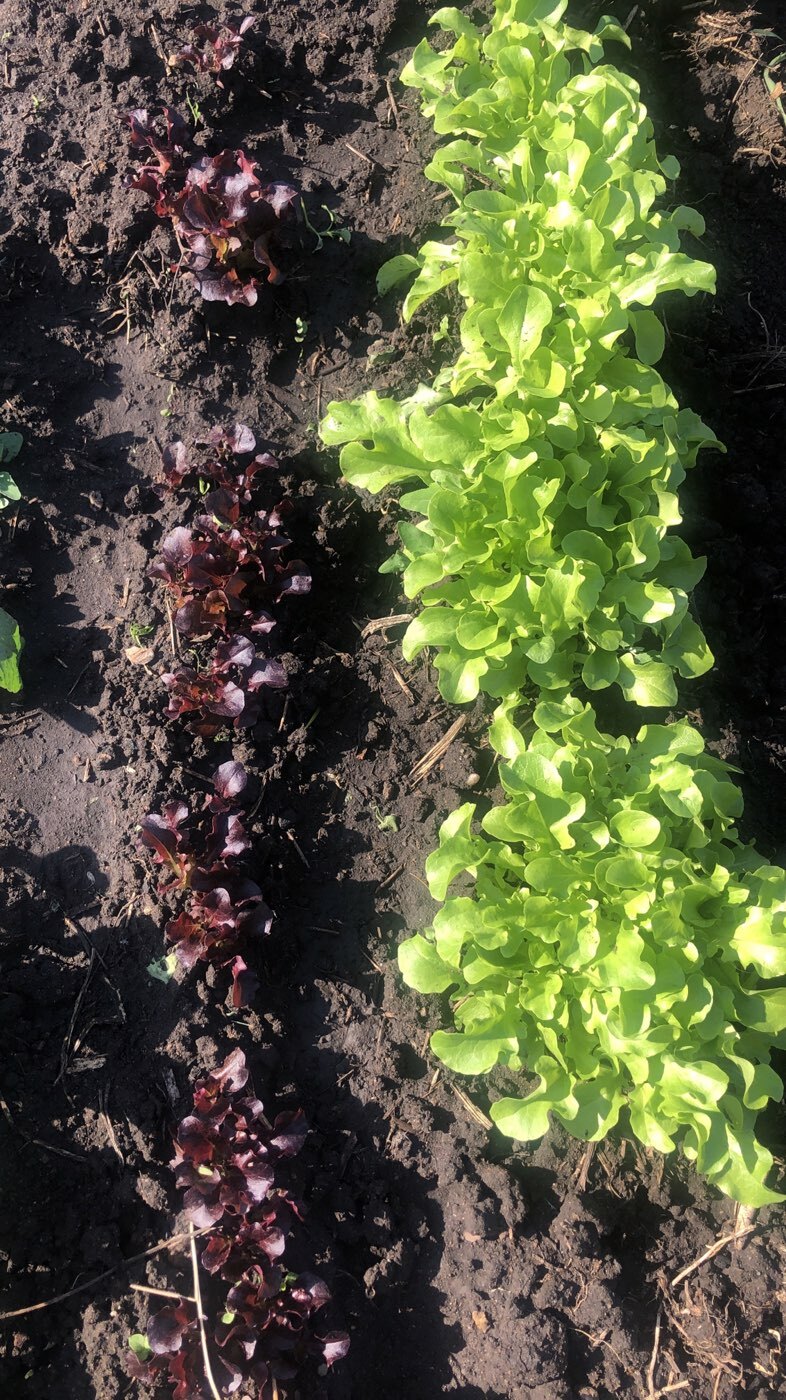 Фотография покупателя товара Семена Салат "Сказка листовой", 0,5 г - Фото 2