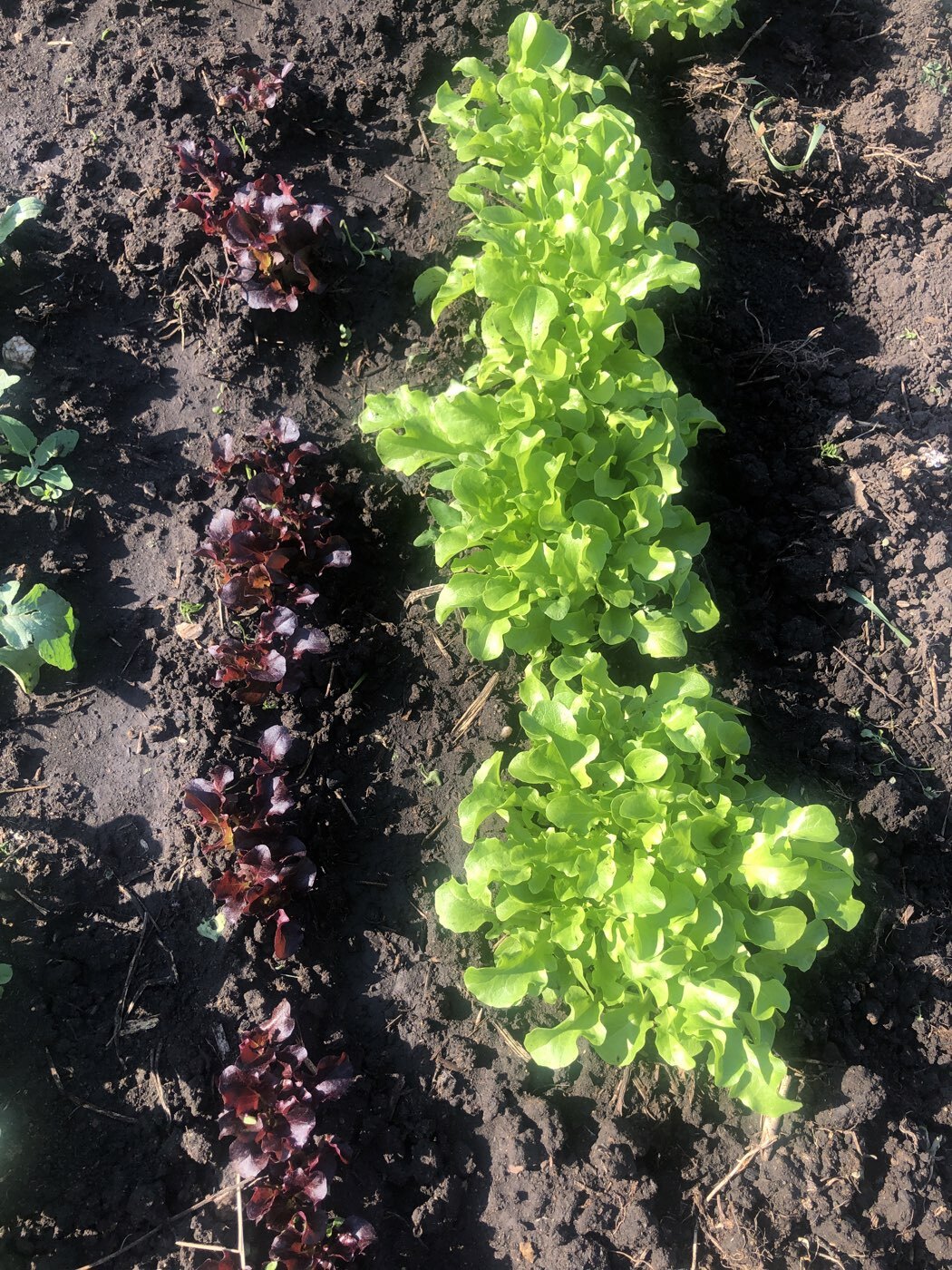 Фотография покупателя товара Семена Салат "Сказка листовой", 0,5 г - Фото 3