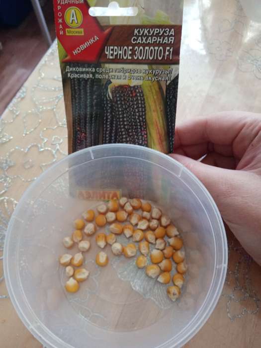 Фотография покупателя товара Семена Кукуруза сахарная «Чёрное золото», F1, 5 шт., «Аэлита» - Фото 5