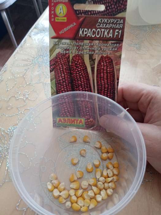Фотография покупателя товара Семена Кукуруза сахарная "Красотка" F1, ц/п, 5 шт - Фото 1