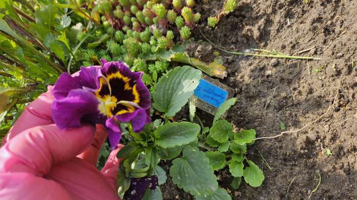 Фотография покупателя товара Семена цветов Виола Виттрока «Мулен руж», F1, 5 шт., двулетник, «Гавриш» - Фото 1