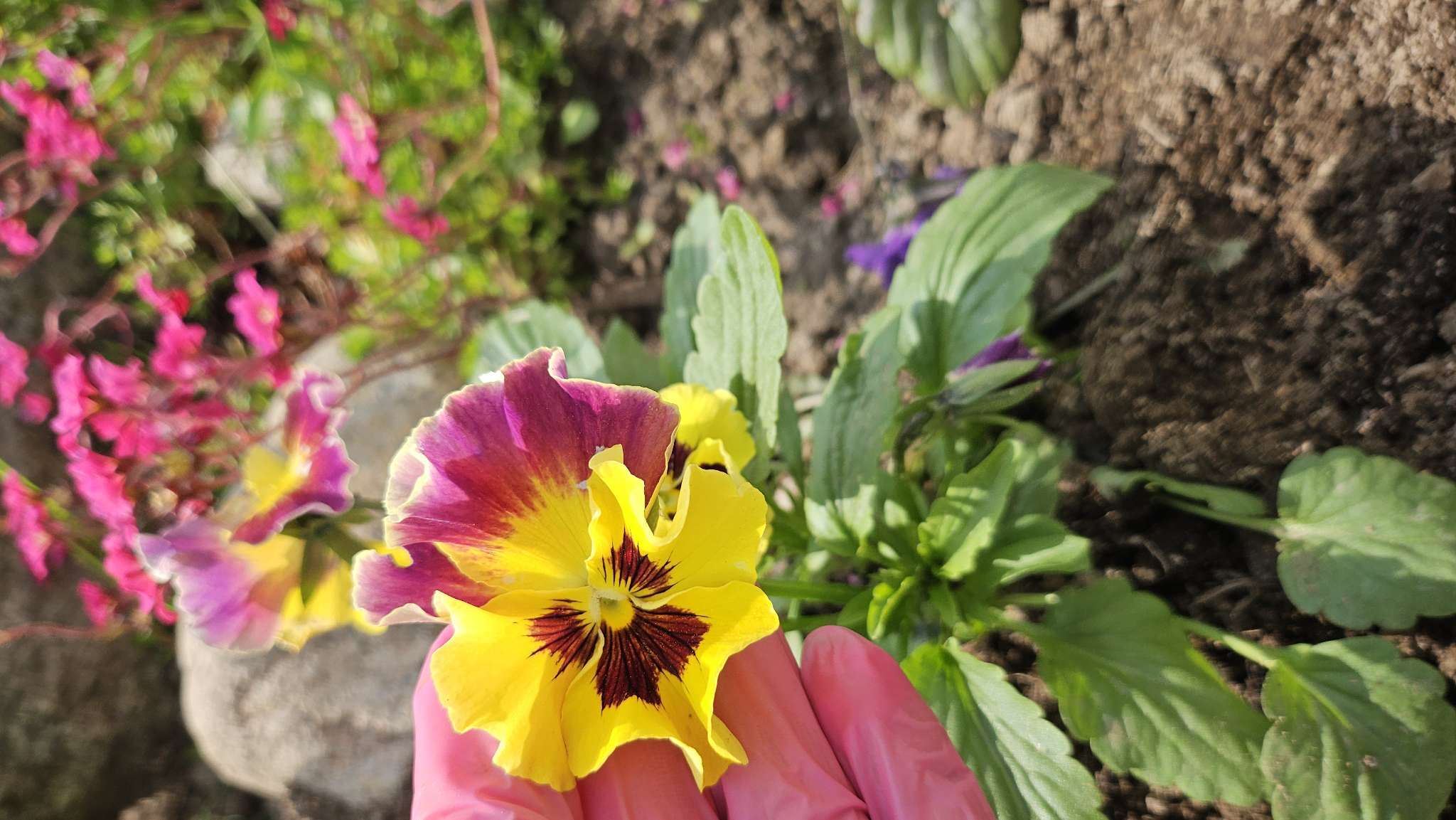 Фотография покупателя товара Семена цветов Виола Виттрока «Мулен руж», F1, 5 шт., двулетник, «Гавриш» - Фото 2