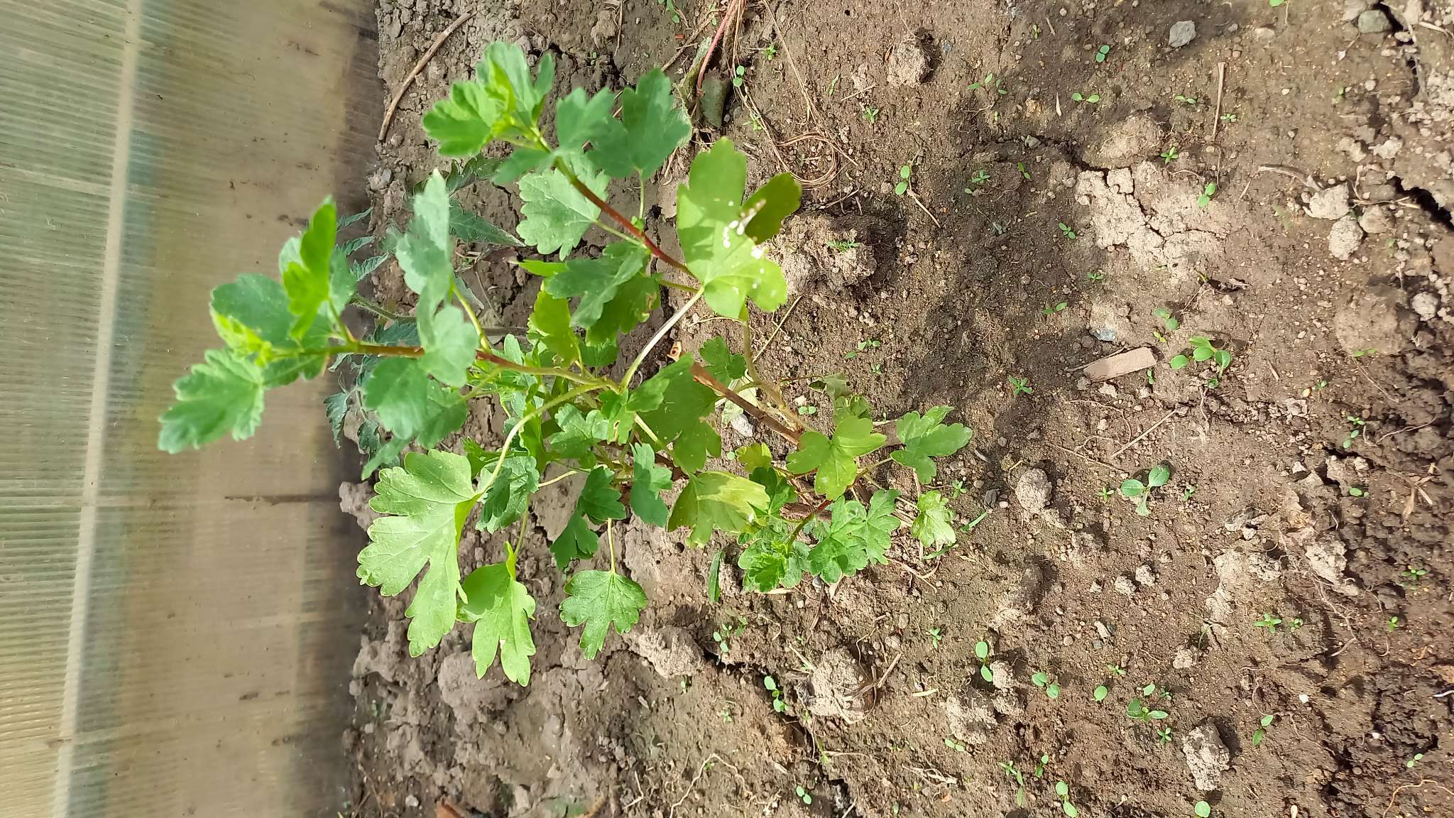 Фотография покупателя товара Крыжовник "Владил", туба, 1 шт, Весна 2025 - Фото 1