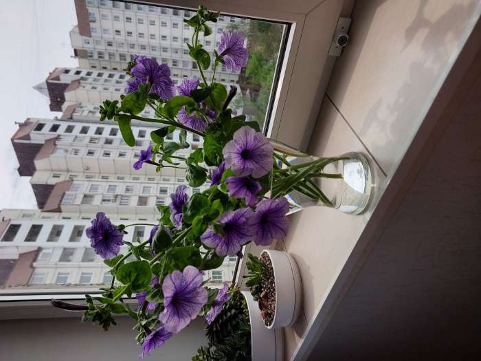 Фотография покупателя товара Семена цветов Петуния «Нора», низкорослая, многоцветковая, 7 шт., «Семена Алтая» - Фото 1