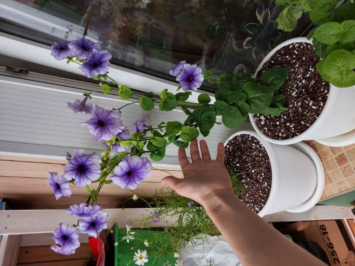 Фотография покупателя товара Семена цветов Петуния «Нора», низкорослая, многоцветковая, 7 шт., «Семена Алтая» - Фото 2