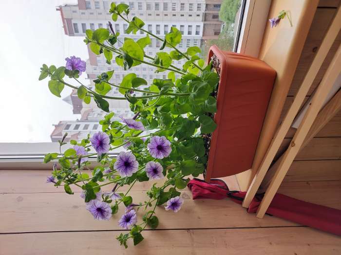 Фотография покупателя товара Семена цветов Петуния «Нора», низкорослая, многоцветковая, 7 шт., «Семена Алтая» - Фото 3