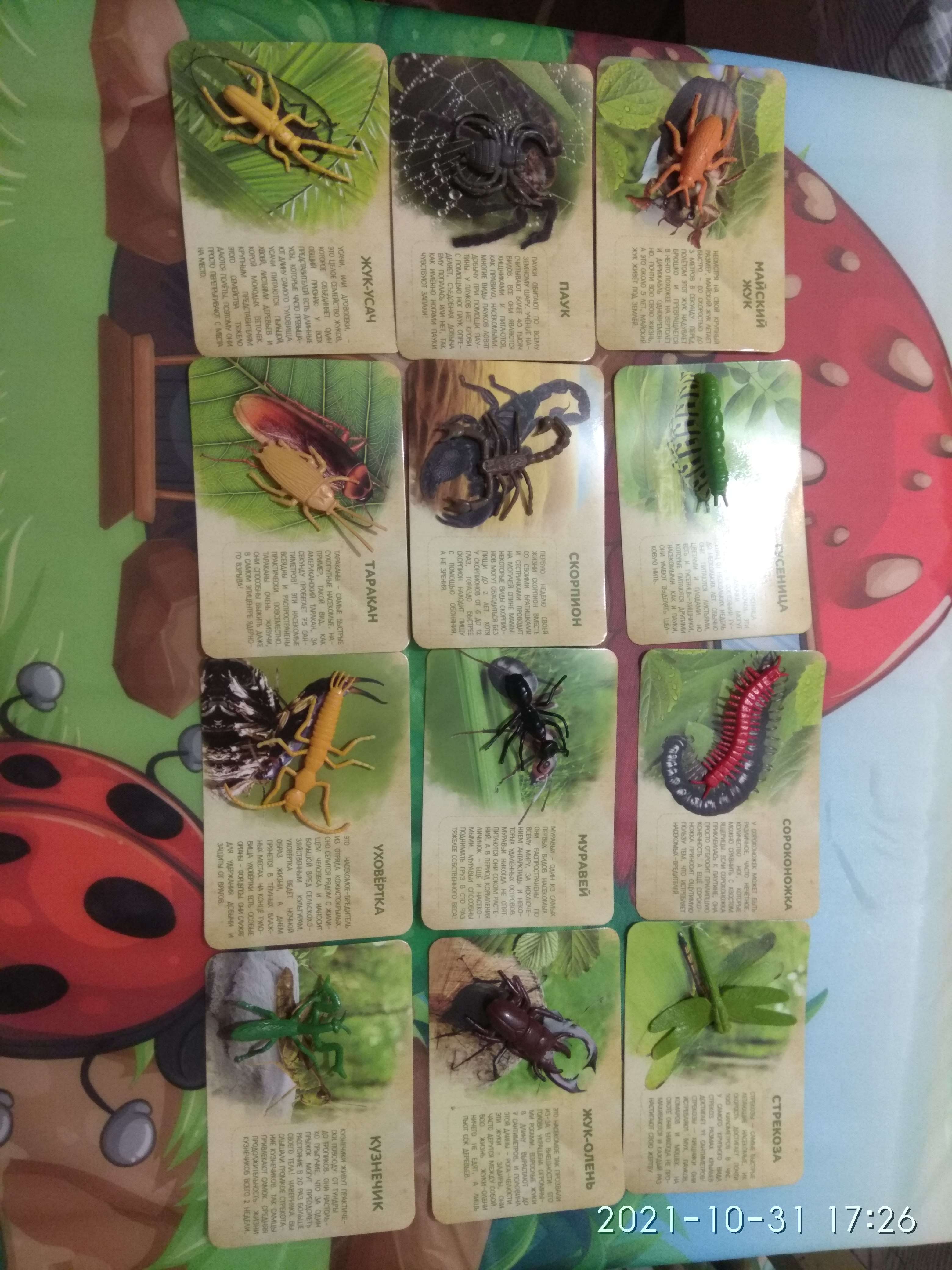 Фотография покупателя товара Набор животных с обучающими карточками «В мире насекомых», животные пластик, карточки, по методике Монтессори - Фото 4