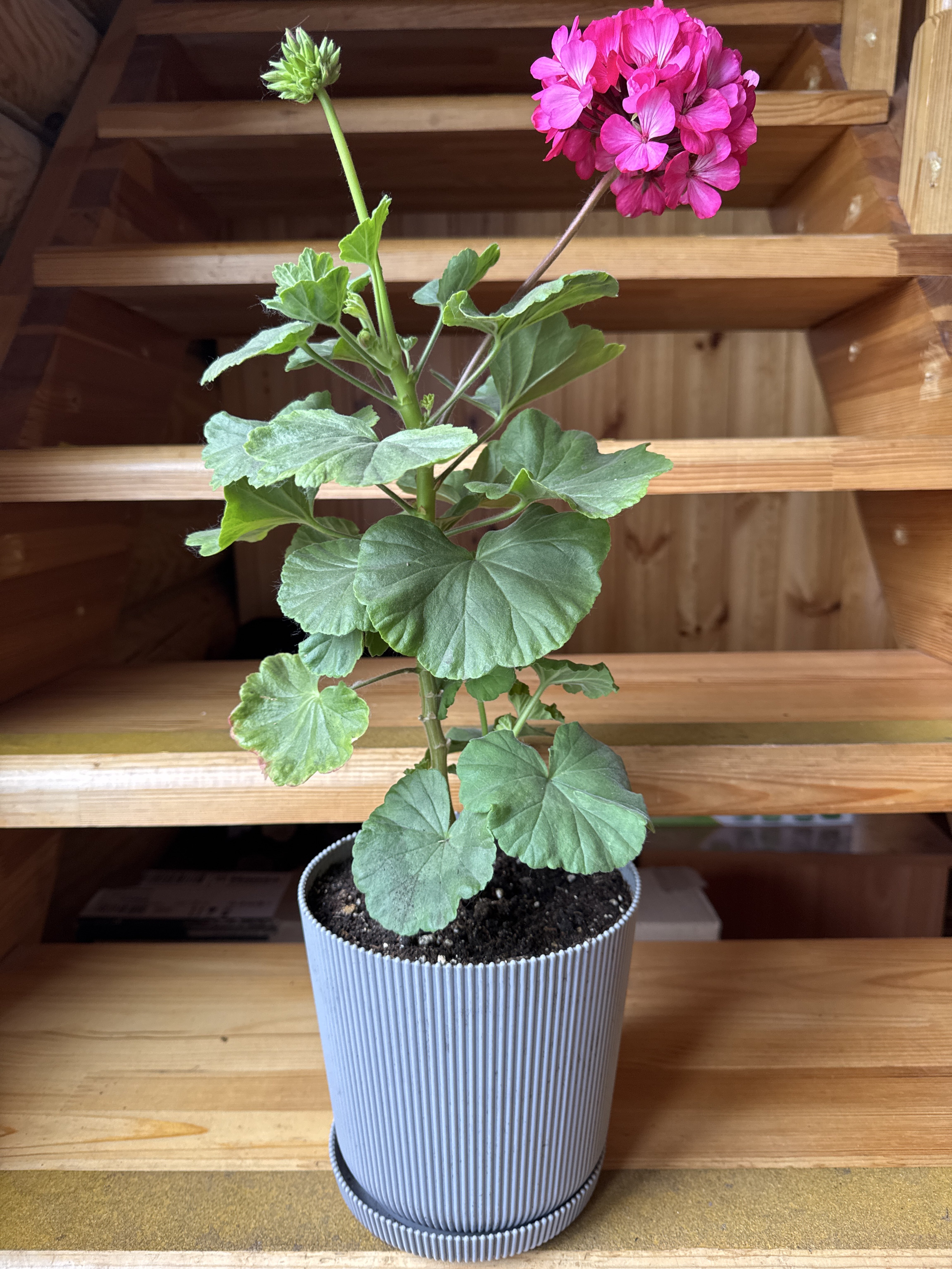 Фотография покупателя товара Горшок для цветов с поддоном, 12×11.5 см, пластиковый, серый - Фото 2