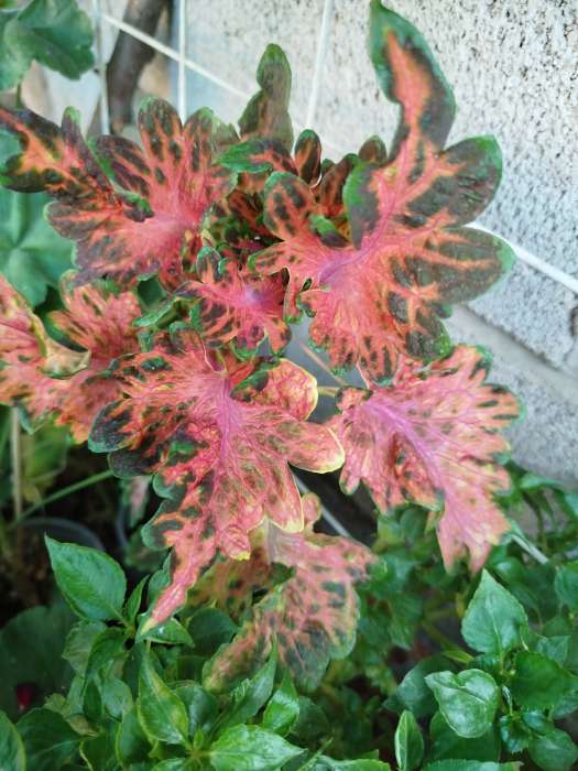 Фотография покупателя товара Семена цветов Колеус "Колоча" F1 скарлет, ц/п, 5 шт - Фото 1