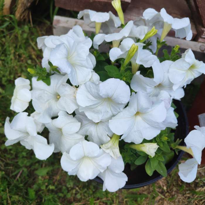 Фотография покупателя товара Семена Петуния "Мамбо" F1 белая многоцветковая, 7 шт - Фото 5