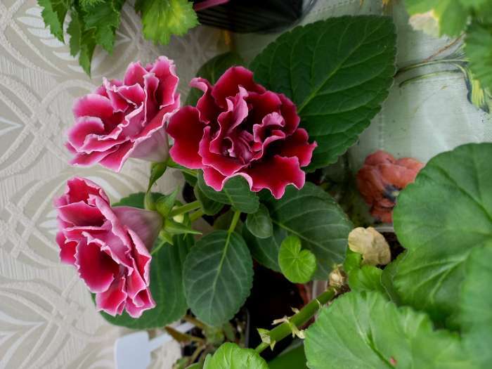 Фотография покупателя товара Семена комнатных цветов Глоксиния «Брокада Красная», F1, 8 шт., «Семена Алтая» - Фото 1