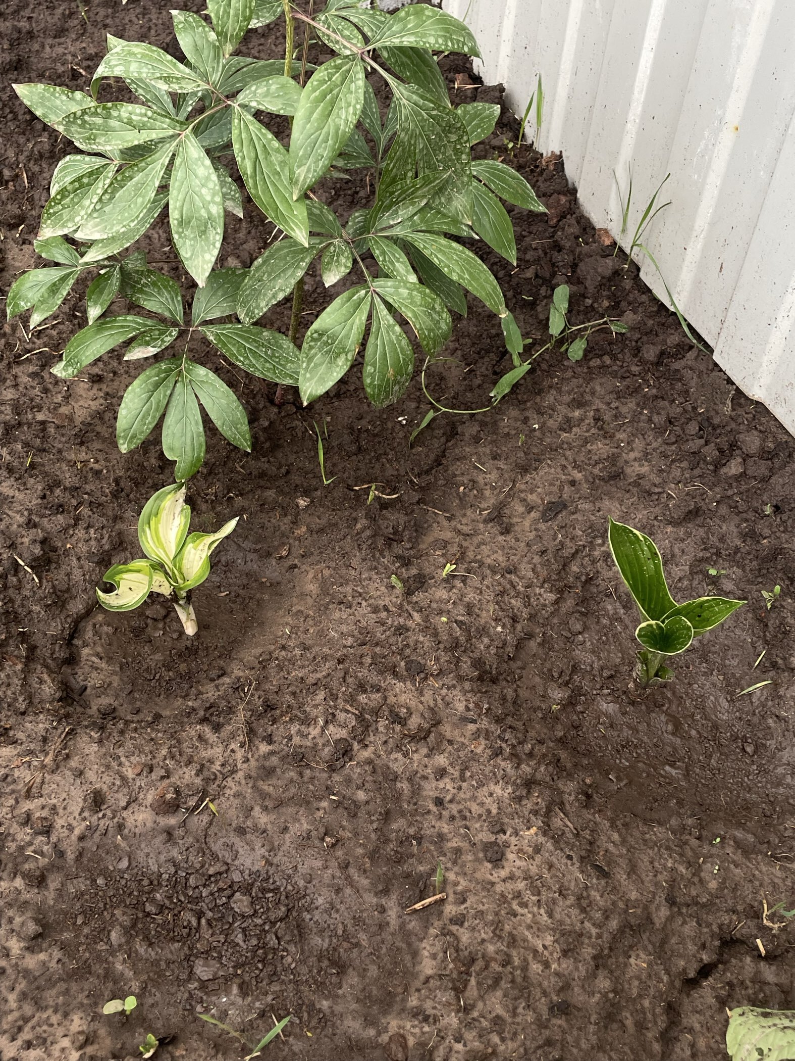 Фотография покупателя товара Хоста «Патриот», корневище в пакете с торфогрунтом, р-р I, 1 шт. - Фото 12