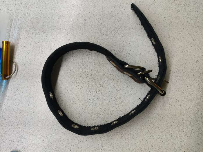 Фотография покупателя товара Ошейник однослойный безразмерный, 45×2 см, ОШ 18-39 см, кожа, синий - Фото 2