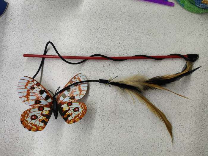 Фотография покупателя товара Дразнилка «Бабочка», с перьями, цвет МИКС - Фото 1