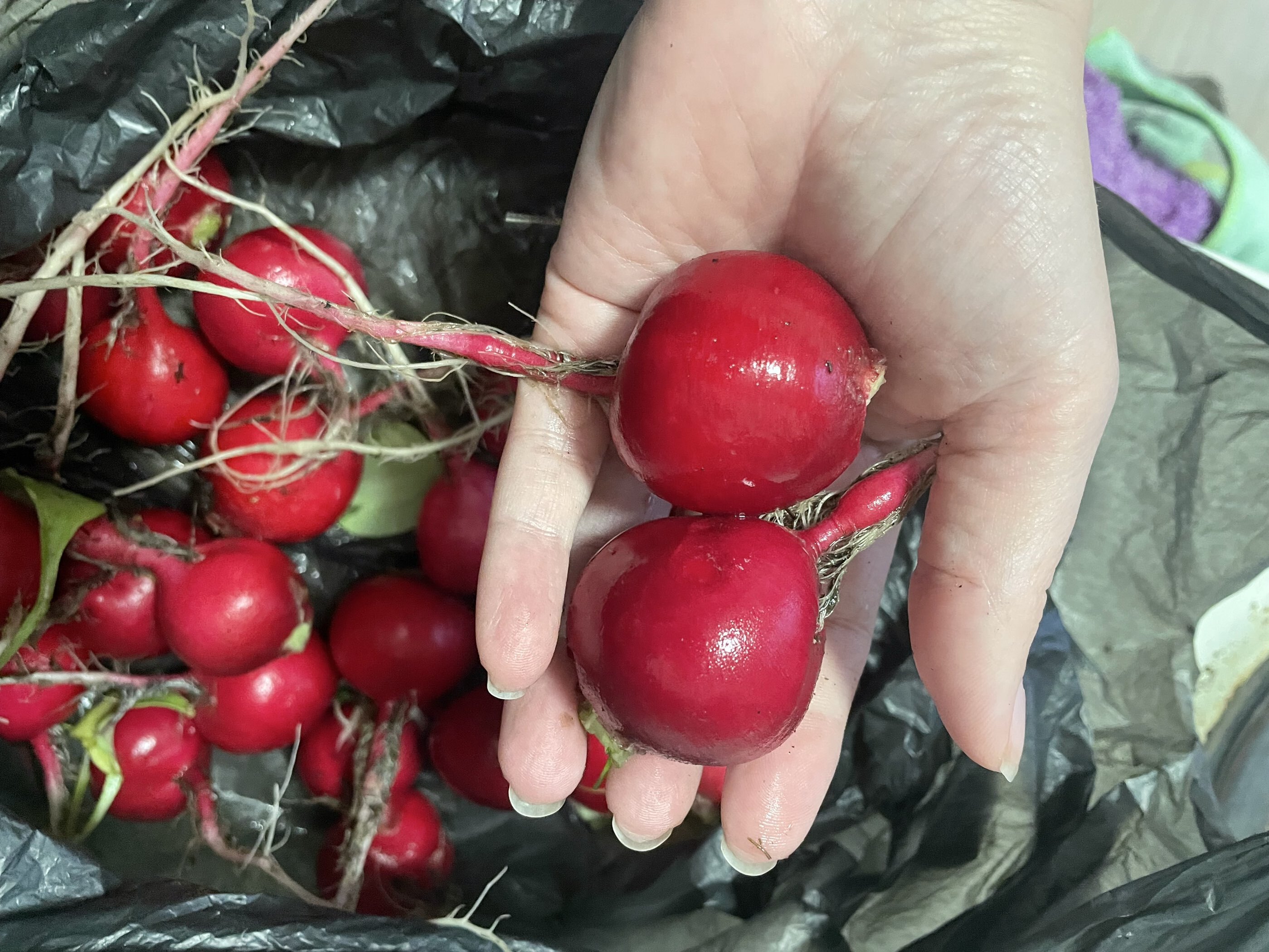 Фотография покупателя товара Семена Редис "Русский размер", 200 шт - Фото 1