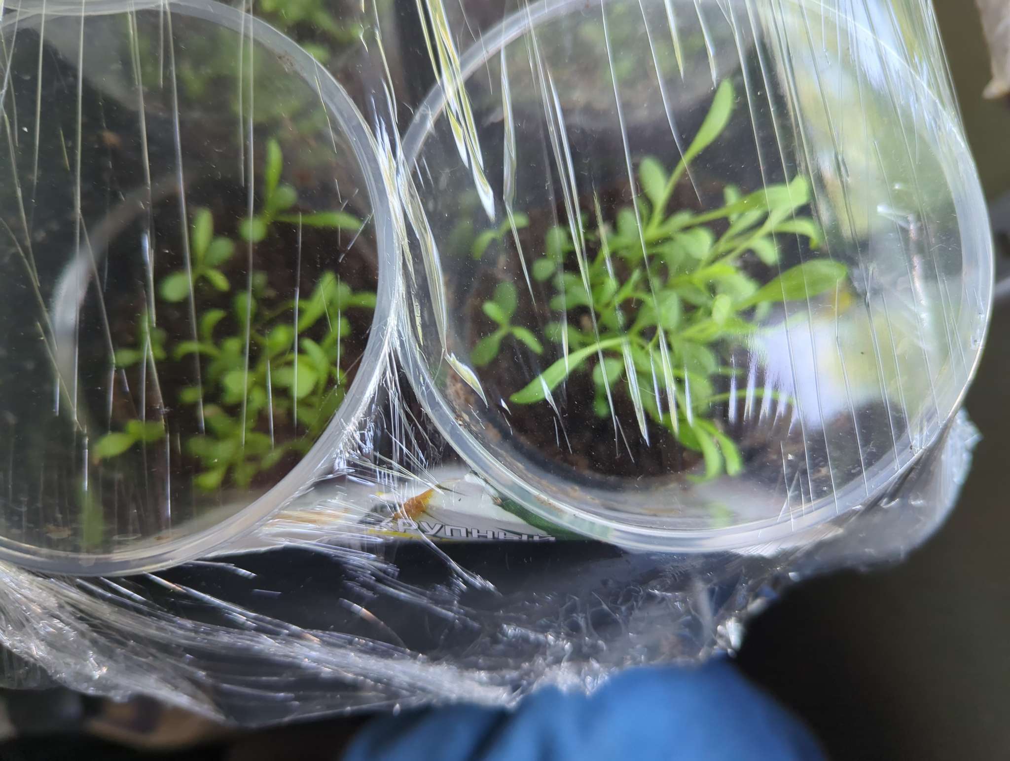 Фотография покупателя товара Семена цветов Нивянник, многолетний, белый 0,1 г - Фото 1